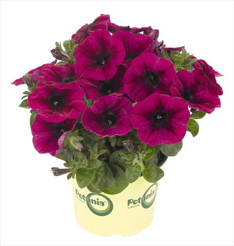 photo of flower to be used as: Pot, bedding, patio, basket Petunia RED FOX Potunia® Deep Purple 2013 intense purple