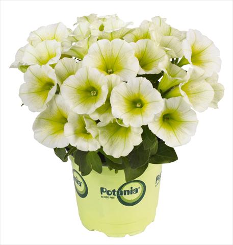photo of flower to be used as: Pot, bedding, patio, basket Petunia RED FOX Potunia® Piccola Lemon Drop white yellow center