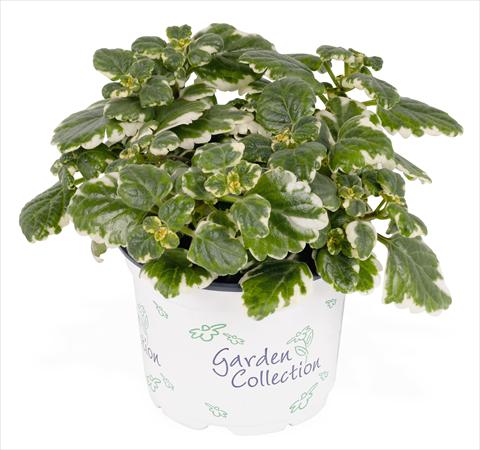 photo of flower to be used as: Pot, bedding, patio, basket Plectranthus coleoides 
