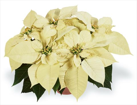 photo of flower to be used as: Pot Poinsettia - Euphorbia pulcherrima RED FOX Families Premium White