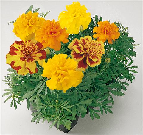 photo of flower to be used as: Bedding / border plant Tagetes patula Adventure Mix