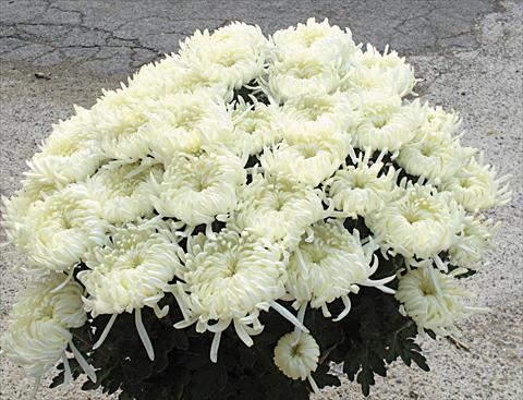 photo of flower to be used as: Pot and bedding Chrysanthemum Paride
