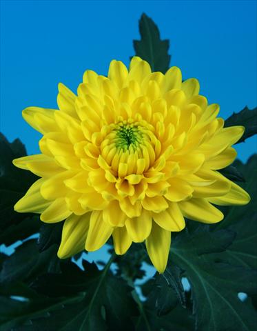 photo of flower to be used as: Pot and bedding Chrysanthemum Toljatti