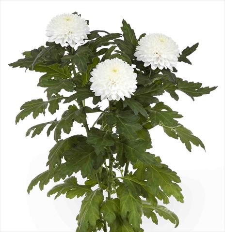 photo of flower to be used as: Pot and bedding Chrysanthemum Valor