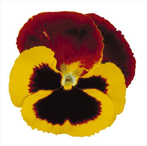 photo of flower to be used as: Pot and bedding Viola wittrockiana Super Majestic Giants Red Cap
