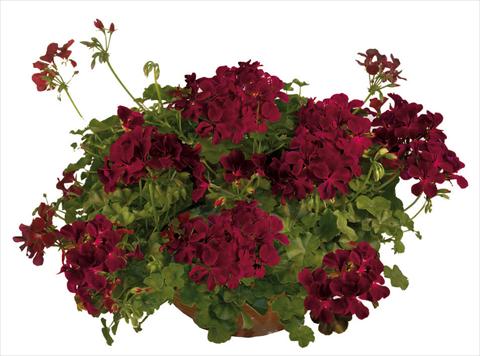 photo of flower to be used as: Pot, patio, basket Pelargonium peltatum Joker Burgundy