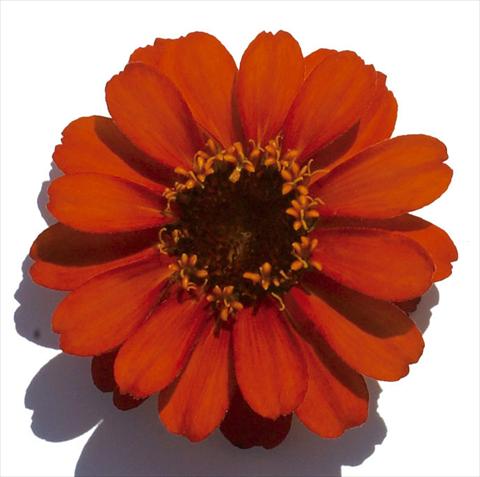 photo of flower to be used as: Bedding / border plant Zinnia interspecifica Profusion Fire