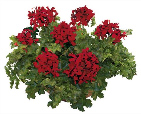 photo of flower to be used as: Pot, patio, basket Pelargonium peltatum Joker Dark Red