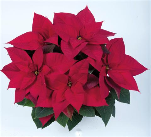 photo of flower to be used as: Pot Poinsettia - Euphorbia pulcherrima RE-AL® Red