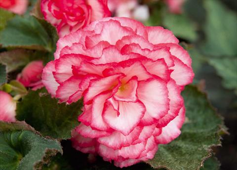 photo of flower to be used as: Pot, bedding, patio, basket Begonia tuberhybrida NonStop® Rose Petticoat Improved
