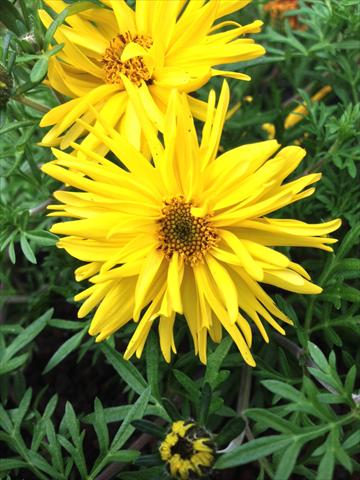 photo of flower to be used as: Pot, bedding, patio, basket Bidens ferulifolia Bee Super Spider