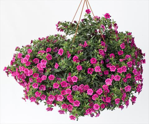 photo of flower to be used as: Pot, bedding, patio, basket Calibrachoa Caloha Double Rose