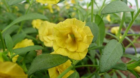 photo of flower to be used as: Pot, bedding, patio, basket Calibrachoa Caloha Double Yellow