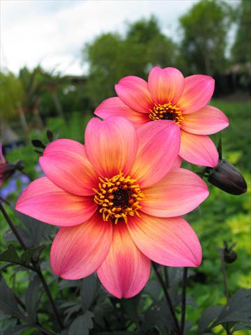 photo of flower to be used as: Pot and bedding Dahlia Mystic Fantasy