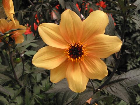 photo of flower to be used as: Pot and bedding Dahlia Mystic Spirit