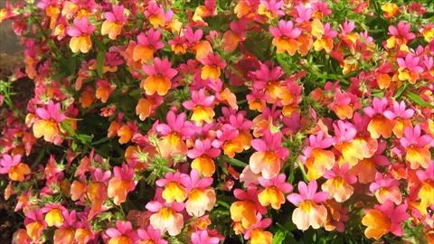 photo of flower to be used as: Basket / Pot Nemesia Spicy Bicolor Orange Rose