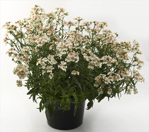 photo of flower to be used as: Basket / Pot Nemesia Spicy Light Peach