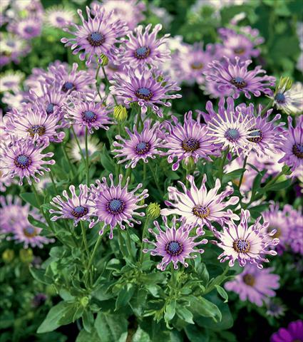 photo of flower to be used as: Pot and bedding Osteospermum Astra Pink Spoon