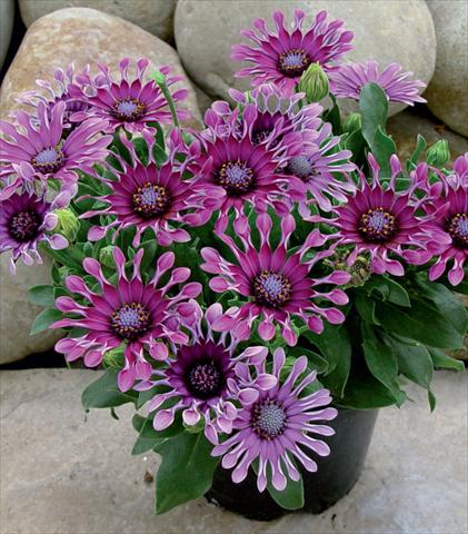 photo of flower to be used as: Pot and bedding Osteospermum Astra Purple Spoon