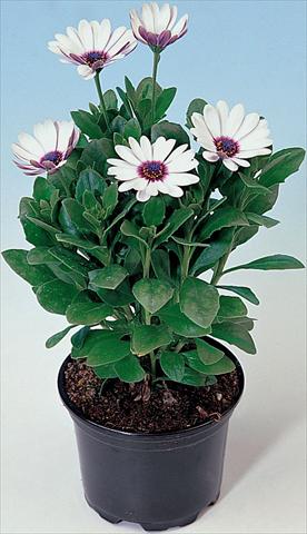 photo of flower to be used as: Pot and bedding Osteospermum Astra White