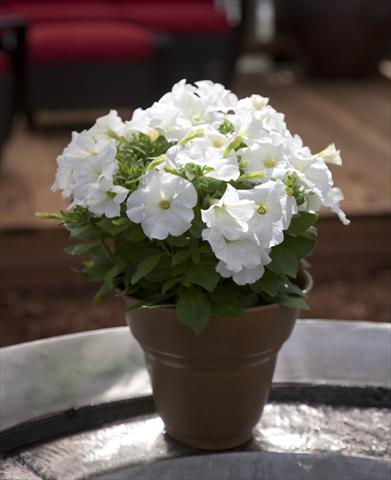 photo of flower to be used as: Pot, bedding, patio, basket Petunia Bingo White