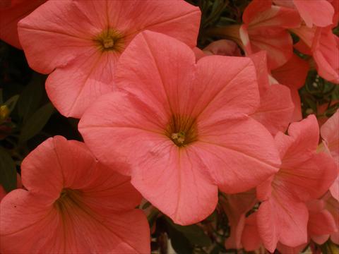 photo of flower to be used as: Pot, bedding, patio, basket Petunia Happy® Coral