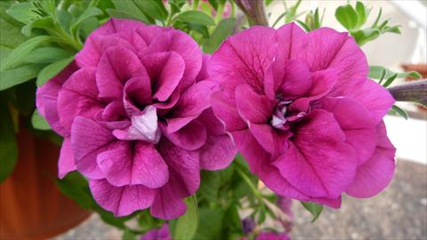 photo of flower to be used as: Pot, bedding, patio, basket Petunia Happy® Double Purple