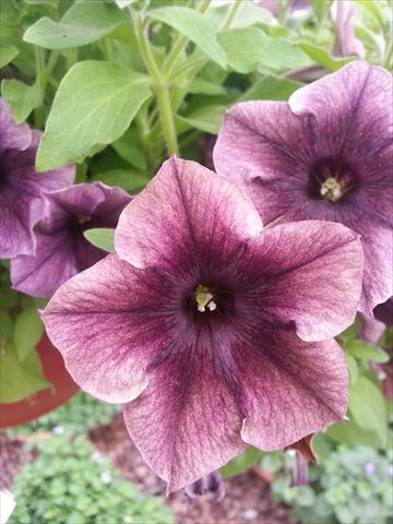 photo of flower to be used as: Pot, bedding, patio, basket Petunia Happy Magic Dark Caramel Star