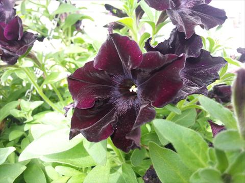 photo of flower to be used as: Pot, bedding, patio, basket Petunia Happy Magic Black Star