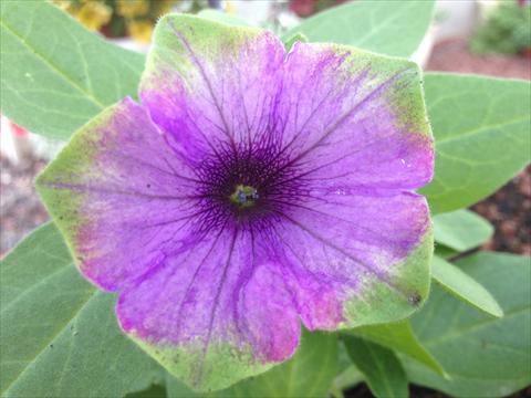 photo of flower to be used as: Pot, bedding, patio, basket Petunia Happy Magic Blue with Green Edge
