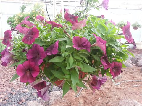 photo of flower to be used as: Pot, bedding, patio, basket Petunia Happy Magic Bordeaux