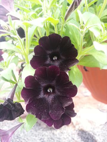 photo of flower to be used as: Pot, bedding, patio, basket Petunia Happy Magic Charocal Black