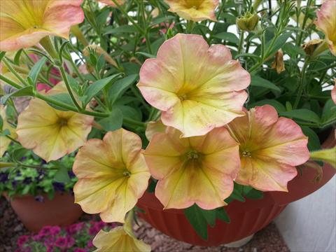 photo of flower to be used as: Pot, bedding, patio, basket Petunia Happy Magic Cremissimo
