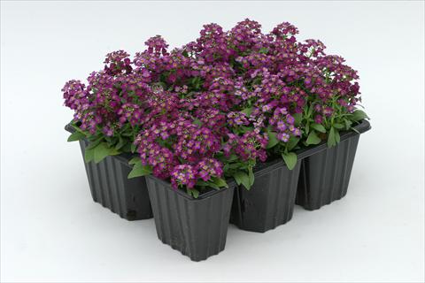 photo of flower to be used as: Bedding / border plant Alyssum maritimum Golf Violet