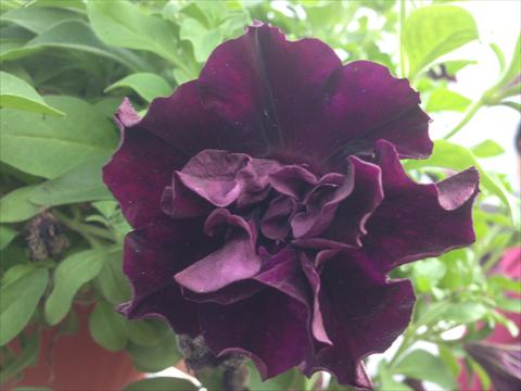 photo of flower to be used as: Pot, bedding, patio, basket Petunia Happy Magic Double Dark Velvet