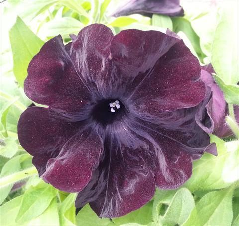 photo of flower to be used as: Pot, bedding, patio, basket Petunia Happy Magic Giant Black Bordeaux