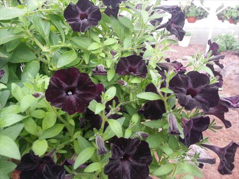 photo of flower to be used as: Pot, bedding, patio, basket Petunia Happy Magic Mini Black