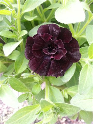 photo of flower to be used as: Pot, bedding, patio, basket Petunia Happy Magic Mini Double Black