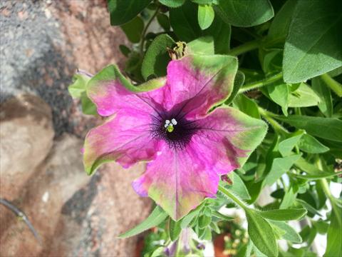 photo of flower to be used as: Pot, bedding, patio, basket Petunia Happy Magic Purple with Green Edge