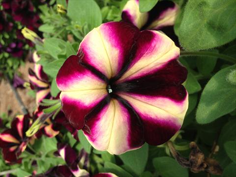 photo of flower to be used as: Pot, bedding, patio, basket Petunia Happy Magic Vanilla Raspberry Star