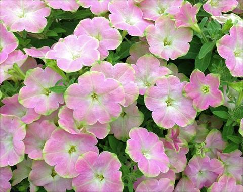 photo of flower to be used as: Pot, bedding, patio, basket Petunia Kermit Baby