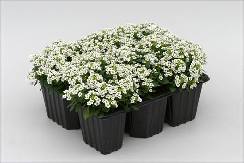 photo of flower to be used as: Bedding / border plant Alyssum maritimum Golf White