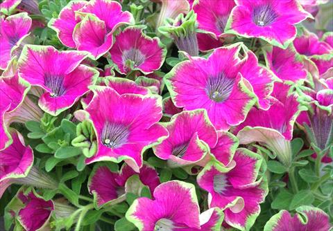 photo of flower to be used as: Pot, bedding, patio, basket Petunia Kermit Purple