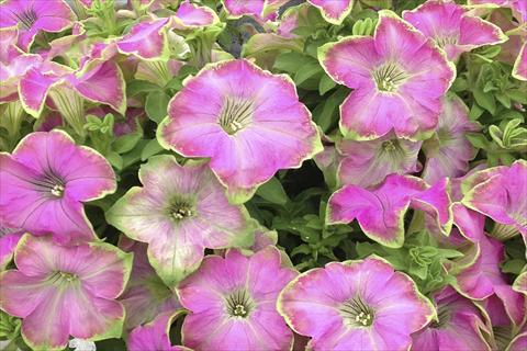 photo of flower to be used as: Pot, bedding, patio, basket Petunia Kermit Rose