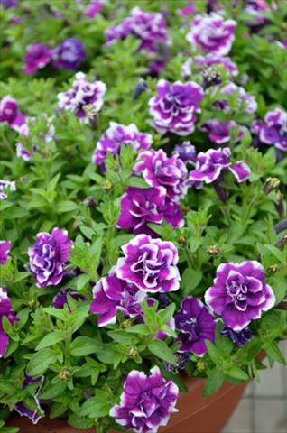 photo of flower to be used as: Pot, bedding, patio, basket Petunia Mini Me Double Purple Picotee