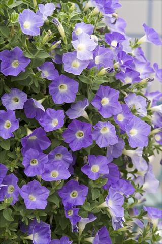 photo of flower to be used as: Pot, bedding, patio, basket Petunia Surfinia® Azure
