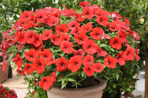 photo of flower to be used as: Pot, bedding, patio, basket Petunia Surfinia® Baby Deep Red