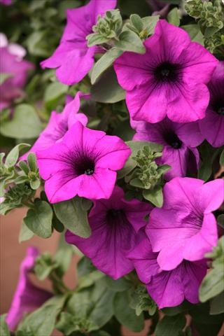 photo of flower to be used as: Pot, bedding, patio, basket Petunia Surfinia® Blue Topaz