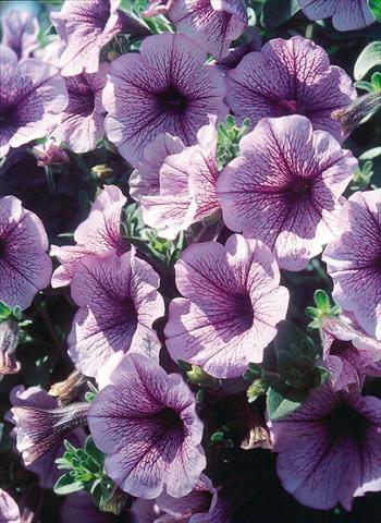 photo of flower to be used as: Pot, bedding, patio, basket Petunia Surfinia® Blue Veined
