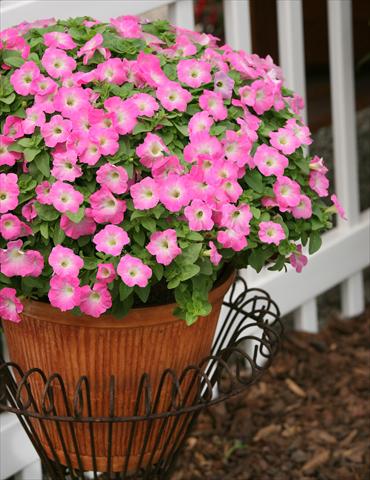 photo of flower to be used as: Pot, bedding, patio, basket Petunia Surfinia® Bouquet Pink Morn